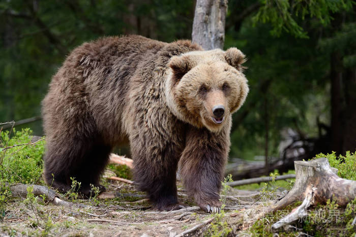 在森林里的大棕熊