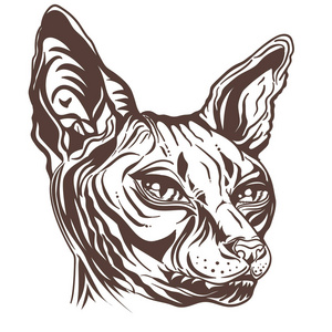 一只狮身人面像猫的黑白肖像.手拉猫繁殖狮身人面像.无毛裸猫.