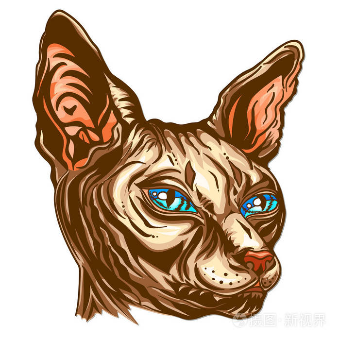一只蓝眼睛的斯芬克斯猫的肖像.手拉猫繁殖狮身人面像.无毛裸猫.