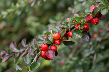 火刺(火刺)产生公园装饰品.照片