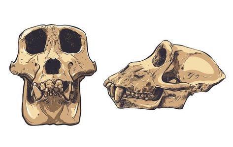 在背景上的猴子头骨的插图。矢量
