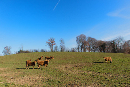 利穆赞牛在景观图片