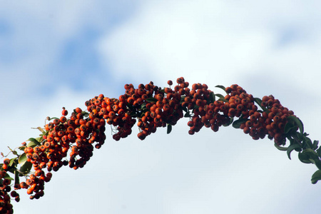 火刺(火刺)产生公园装饰品.照片