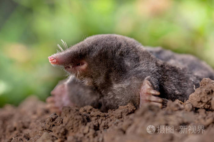 鼹鼠在自然环境下