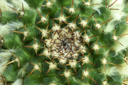 特写仙人掌与花