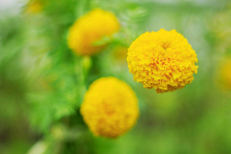 背景模糊的 marigold