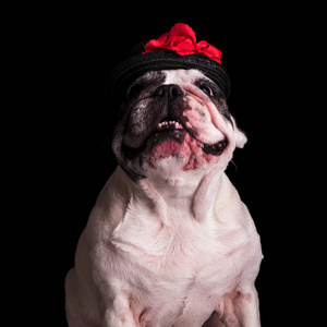 快乐的法国斗牛犬戴着红花帽子