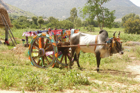 农村牛车图片大全