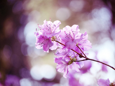 杜鹃花葛 杜鹃花枝 柔和的粉红色杜鹃花盛开在花园里 美丽的亚洲春天花照片 正版商用图片100a68 摄图新视界 杜鹃花葛 杜鹃花枝 柔和的粉红色杜鹃花盛开在花园里 美丽的亚洲春天花照片 正版商用图片100a68 摄图新视界