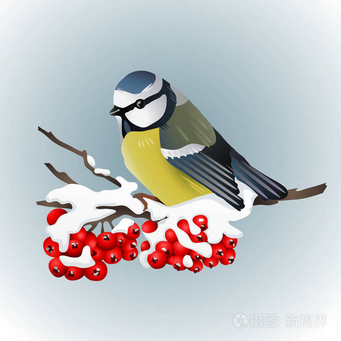 山雀坐在 snowcovered 的山灰树枝上.冬季自然.矢量插图