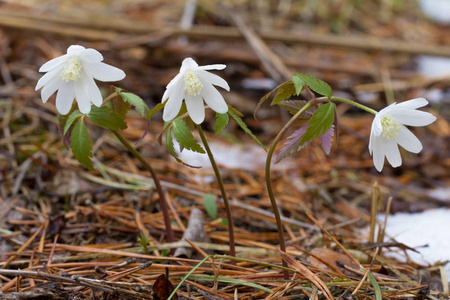 美丽的 macrophoto雪花.第一个春天的花朵在雪地上。野生动物
