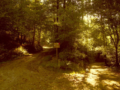 在秋天的森林里的小路上签名