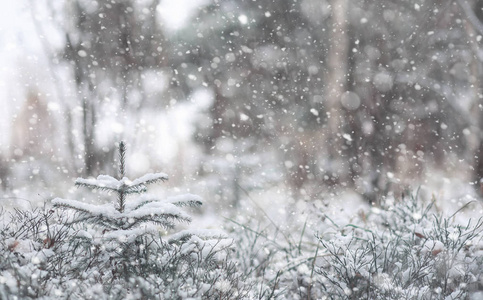 冬季森林。在一个晴朗的日子里的冬季森林景观。雪 c