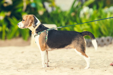 印度尼西亚巴厘岛海滩上的可爱雌性猎犬狗