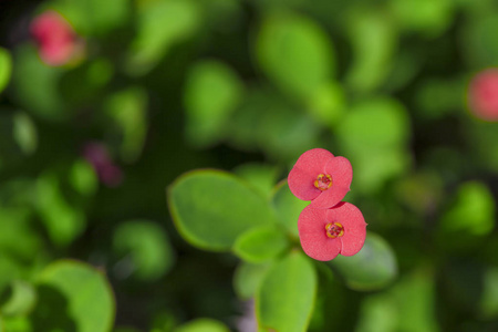 刺花皇冠