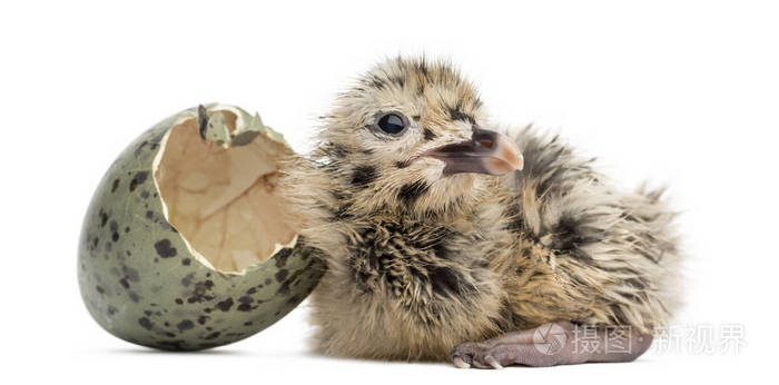 新出生的海鸥或海鸥与孵化蛋, 6 小时, 孤立