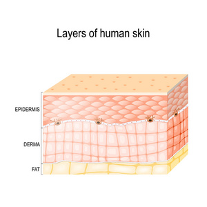 健康的人的皮肤层数