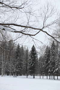 冬天下雪天在美丽的森林图片