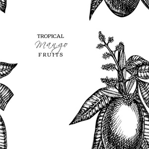 手绘水果设置与叶子的芒果，芒果切片和多维数据集。素描风格矢量水果插画孤立在白色背景上。有机食品