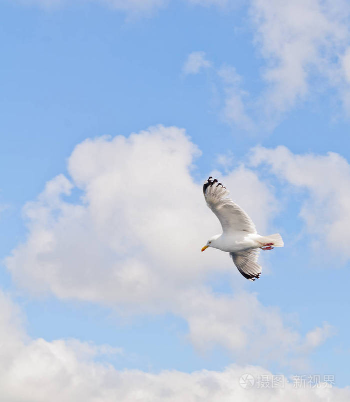 飞翔的海鸥蓝天上飘着浮云