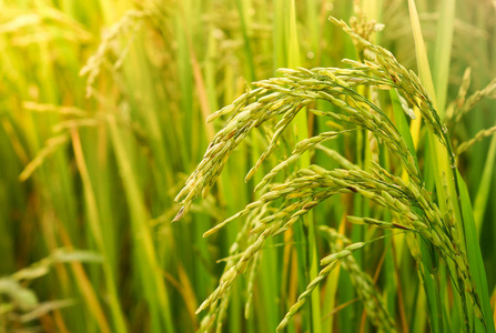 水稻的植物图片