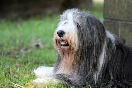 可爱的胡须牧羊犬近距离观看