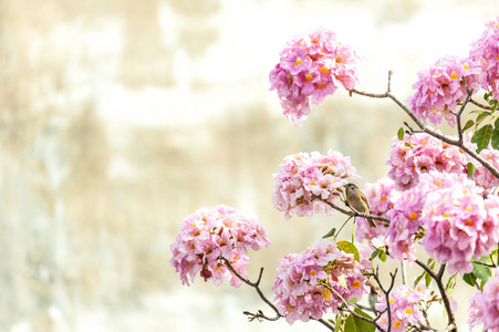粉红色的喇叭树或 Tabebuia 疹粉红色的喇叭树的树枝上有新鲜的粉红色的花朵和绿叶, 在1月和2月在泰国绽放出甜美的粉红色