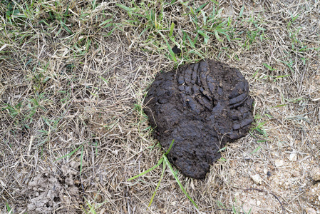 新鲜的牛狗屎在毕业生照片