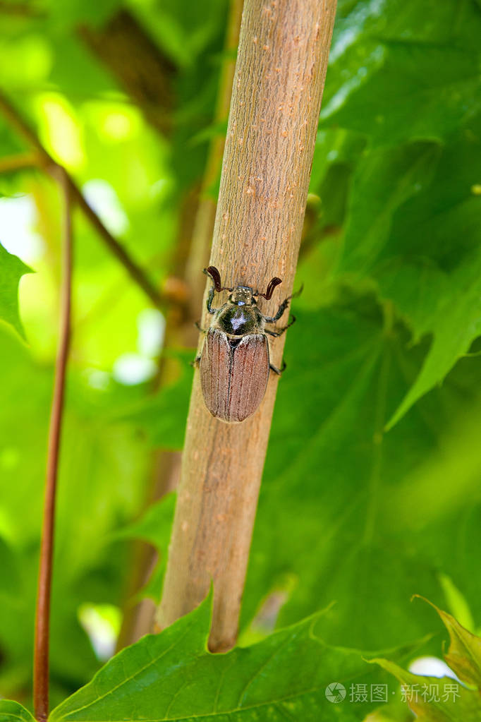 欧洲甲虫虫害-常见金龟子 (大栗) 又称