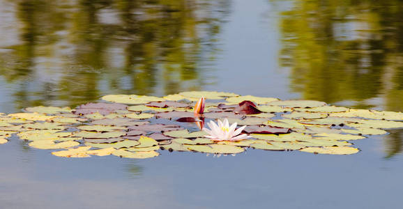在泰国曼谷的wat Arun 寺举行的loy Karthong 节背景 水彩画景观丰富多彩的建筑和河景 手绘插图 泰国相似素材图片 摄图新视界