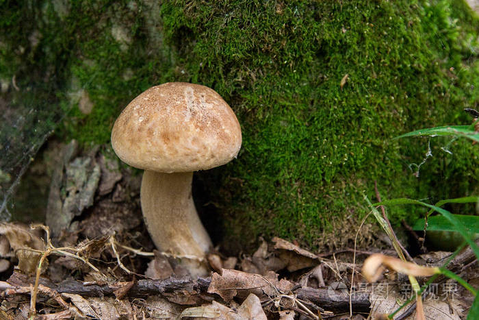 牛肝菌蘑菇生长在森林的地面上在秋天的季节