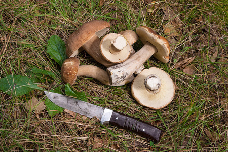 组的牛肝菌 美味牛肝菌，cep，佩妮髻，发审委