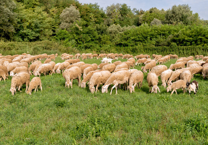 草坪上的羊群正在吃草