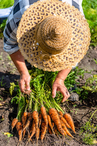 农民从有机蔬菜园收获胡萝卜, 当地农耕理念