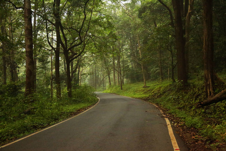 在森林公路