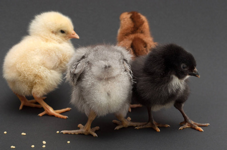 四个多彩色的小鸡互相依偎照片