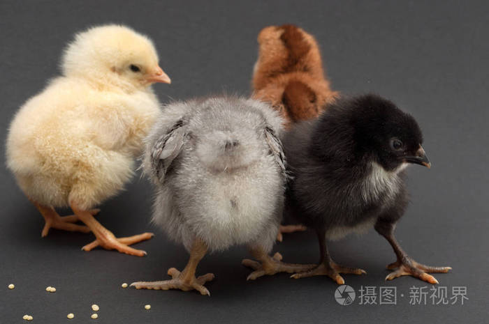四个多彩色的小鸡互相依偎