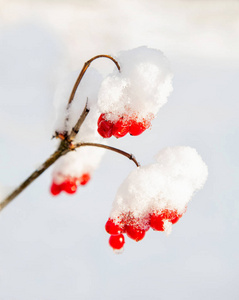 冬雪下枝红浆果 rowanberry