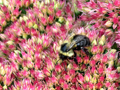 桑希尔蜜蜂在 sedum 花2017