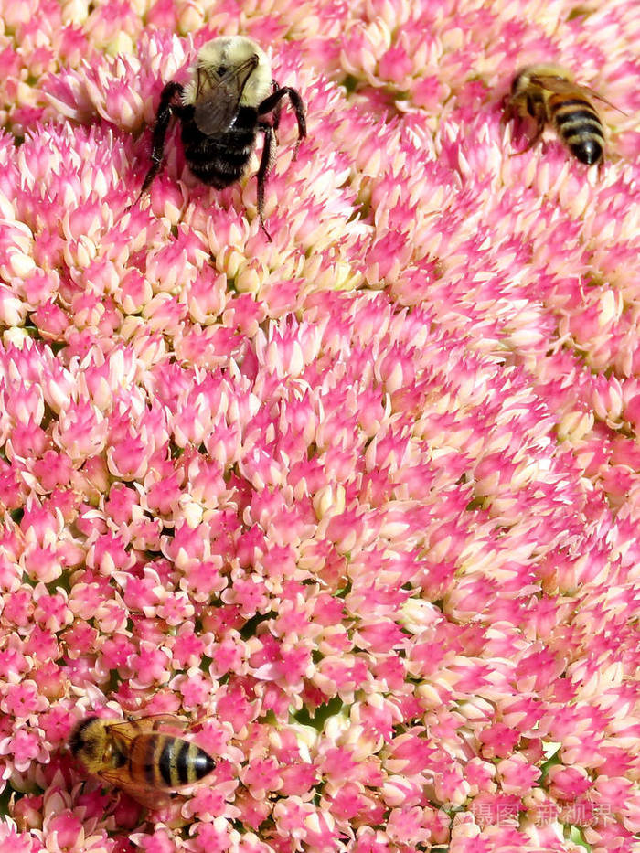 2017年塞杜姆花上的桑山蜜蜂
