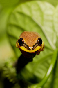 美丽的黄色树蛙, 马达加斯加