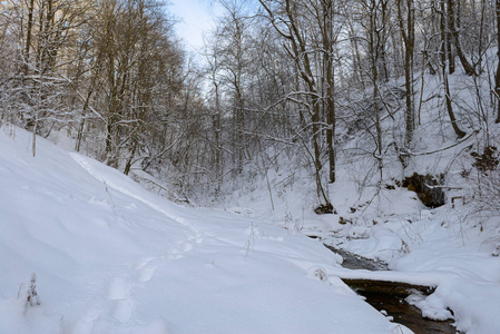 冬天雪覆盖的森林与山沟和小河图片