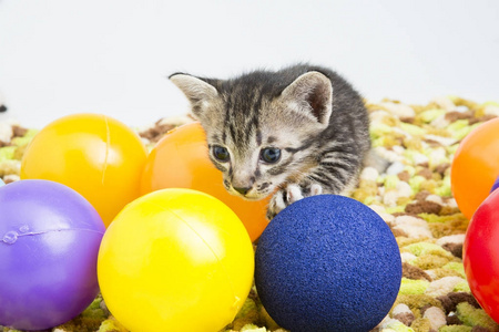 橙色的猫铺设图片