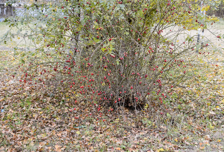 灌木丛上的一种狗草的浆果. 野生玫瑰的果实. 荆棘狗. 红玫瑰照片