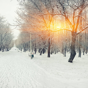 白雪覆盖的树木，在城市公园