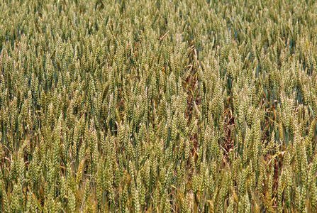 领域的未成熟小麦