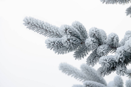 在雪中的圣诞树树枝