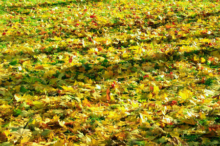 黄叶子在地上