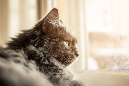 灰色的猫坐在窗台上