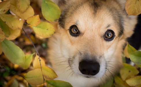 狗养殖威尔士犬彭布罗克在一个美丽的秋天森林漫步